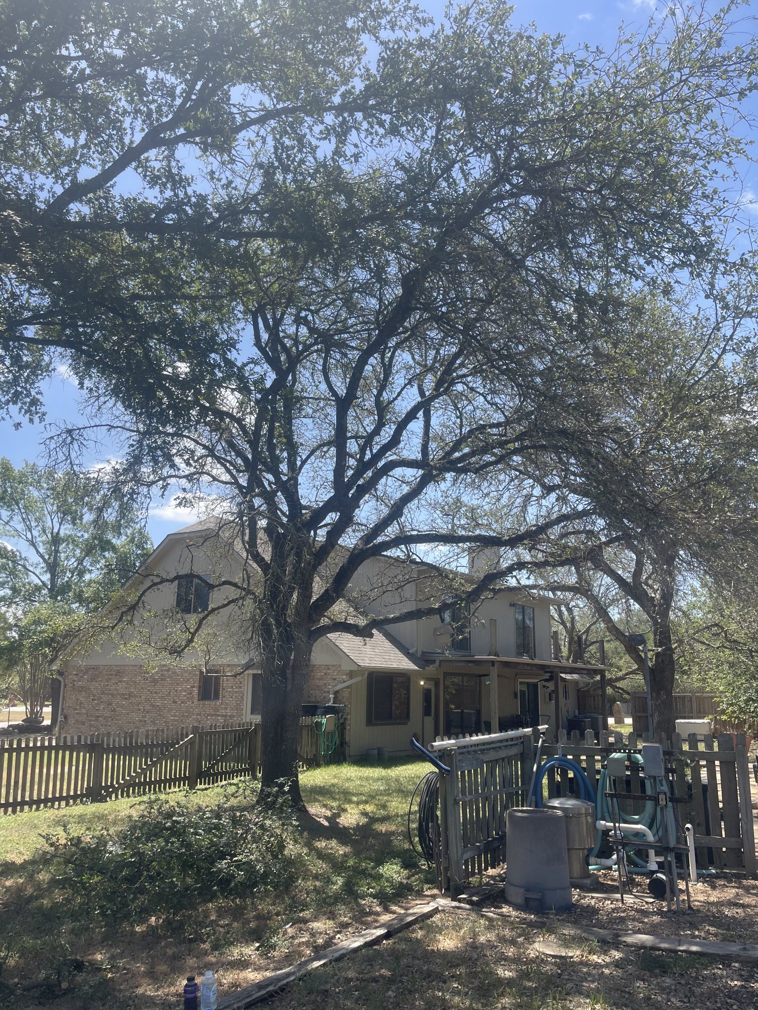 Large residential tree before hazardous dead and declining limbs were removed near the home