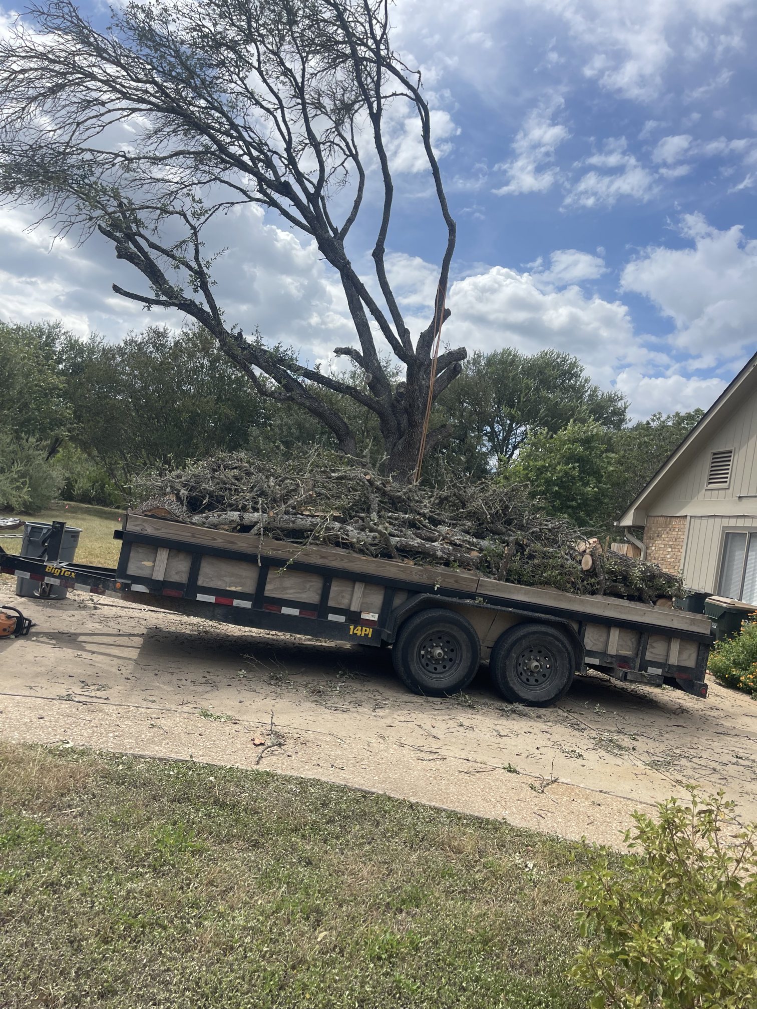 Residential tree during safety pruning with rigging ropes and removed branches loaded for haul-off