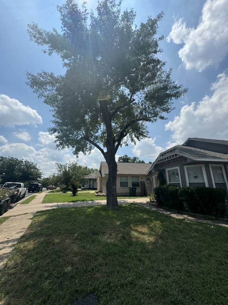 Residential front-yard tree after canopy trimming and debris cleanup